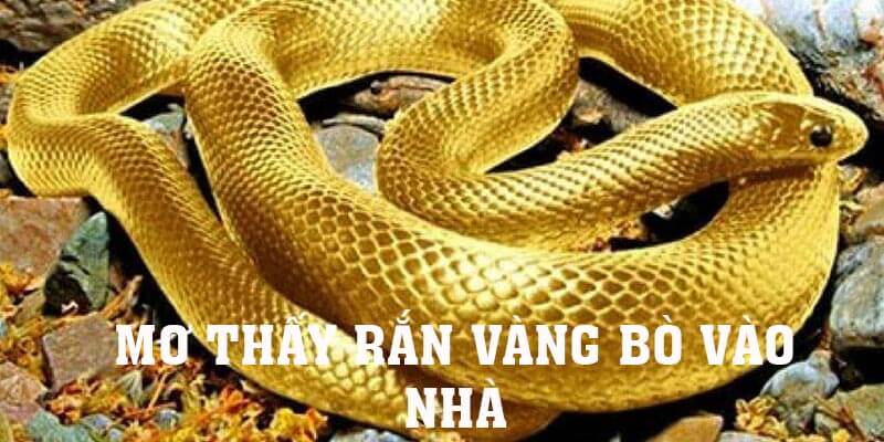 mo-thay-ran-vang-bo-vao-nha